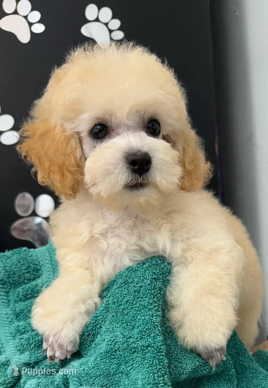Whiskey  – Poodle - Toy  puppy for sale in Kingsland, TX