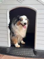 Leotah, a female Toy Australian Shepherd for sale in Kingsland, TX – 2 of 4