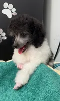 Bell Star, a female Poodle - Toy  for sale in Kingsland, TX – 6 of 8