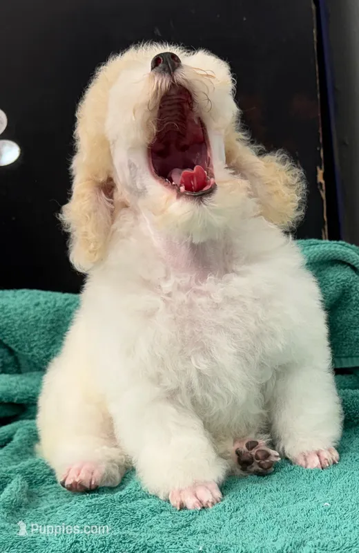 Little Joe – Poodle - Toy  puppy for sale in Kingsland, TX