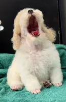 Little Joe, a male Poodle - Toy  for sale in Kingsland, TX – 1 of 9