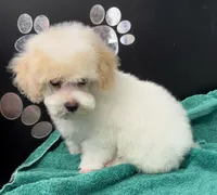 Little Joe, a male Poodle - Toy  for sale in Kingsland, TX – 7 of 9