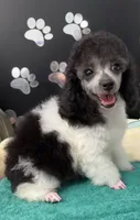 Bell Star, a female Poodle - Toy  for sale in Kingsland, TX – 7 of 8