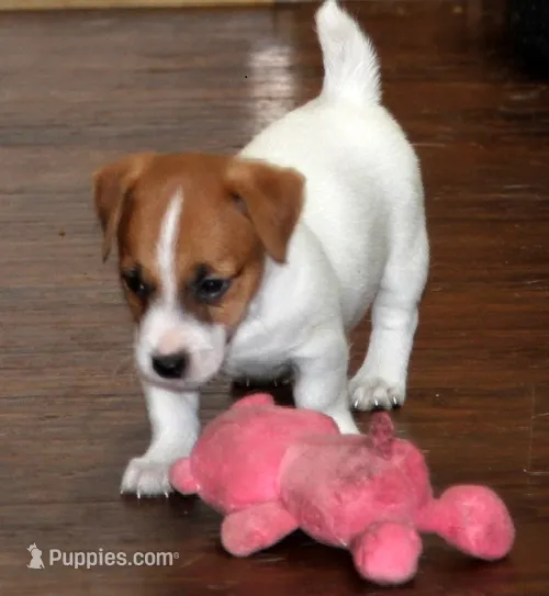 3 ジャッキー ラッセル様14本 Jack Russell Terrier Puppies For Sale in Texas | Puppies.com