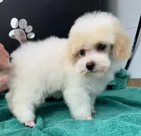 Little Joe, a male Poodle - Toy  for sale in Kingsland, TX – 4 of 9