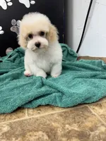 Little Joe, a male Poodle - Toy  for sale in Kingsland, TX – 8 of 9