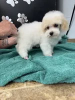 Little Joe, a male Poodle - Toy  for sale in Kingsland, TX – 9 of 9