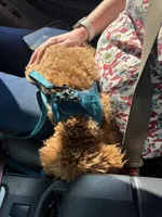 Little Man, a male Poodle - Toy  for sale in Birmingham, AL – Photo 4 of 6