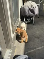 Little Man, a male Poodle - Toy  for sale in Birmingham, AL – Photo 5 of 6