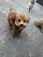 Little Man, a male Poodle - Toy  for sale in Birmingham, AL – Photo 2 of 6