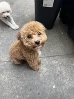 Little Man, a male Poodle - Toy  for sale in Birmingham, AL – Photo 1 of 6