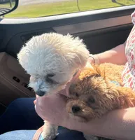Little Man, a male Poodle - Toy  for sale in Birmingham, AL – Photo 6 of 6