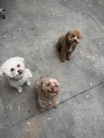 Little Man, a male Poodle - Toy  for sale in Birmingham, AL – Photo 3 of 6