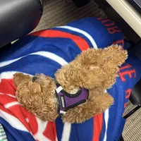 Chewbacca, a male Poodle - Toy  for sale in Birmingham, AL – Photo 6 of 9