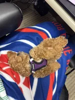 Charlie Brown, a male Poodle - Toy  for sale in Birmingham, AL – Photo 4 of 7