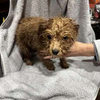 Chewbacca, a male Poodle - Toy  for sale in Birmingham, AL – Photo 5 of 9