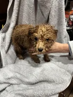 Charlie Brown, a male Poodle - Toy  for sale in Birmingham, AL – Photo 3 of 7