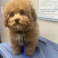 Chewbacca, a male Poodle - Toy  for sale in Birmingham, AL – Photo 3 of 9