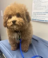 Charlie Brown, a male Poodle - Toy  for sale in Birmingham, AL – Photo 1 of 7