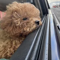 Chewbacca, a male Poodle - Toy  for sale in Birmingham, AL – Photo 4 of 9