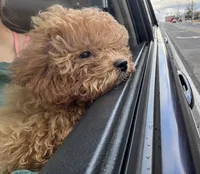 Charlie Brown, a male Poodle - Toy  for sale in Birmingham, AL – Photo 2 of 7