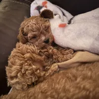Chewbacca, a male Poodle - Toy  for sale in Birmingham, AL – Photo 9 of 9