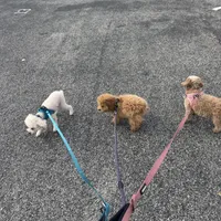 Chewbacca, a male Poodle - Toy  for sale in Birmingham, AL – Photo 2 of 9