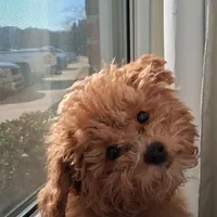 Chewbacca, a male Poodle - Toy  for sale in Birmingham, AL – Photo 1 of 9