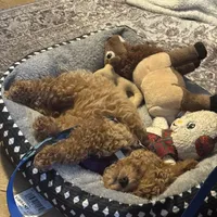 Chewbacca, a male Poodle - Toy  for sale in Birmingham, AL – Photo 8 of 9