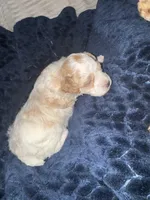 Missy, a female Poodle - Toy  for sale in Birmingham, AL – Photo 4 of 5