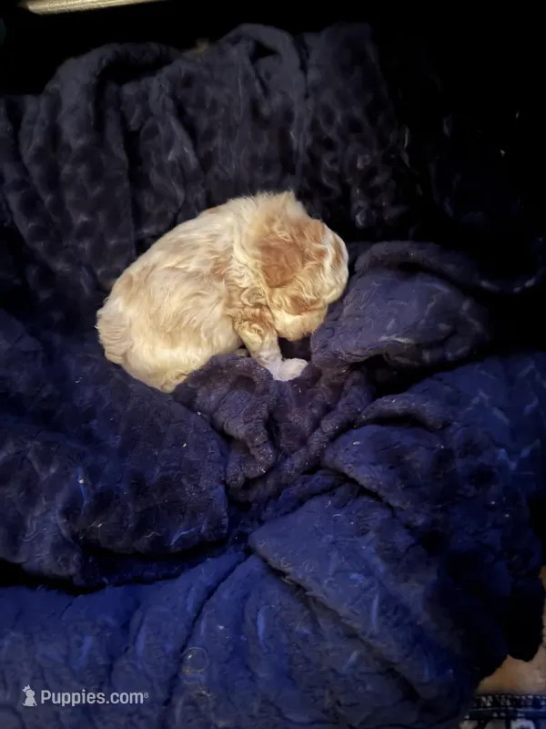 Missy, a female Poodle - Toy  for sale in Birmingham, AL – Photo 1 of 5