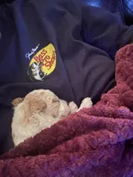 Missy, a female Poodle - Toy  for sale in Birmingham, AL – Photo 5 of 5