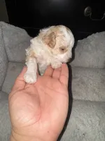 Missy, a female Poodle - Toy  for sale in Birmingham, AL – Photo 2 of 5