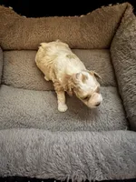 Missy, a female Poodle - Toy  for sale in Birmingham, AL – Photo 3 of 5