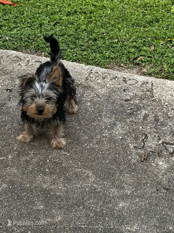 Milo – Yorkshire Terrier puppy for sale in Houston, TX