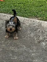 Milo, a male Yorkshire Terrier for sale in Houston, TX – Photo 1 of 3