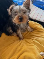 Milo, a male Yorkshire Terrier for sale in Houston, TX – Photo 3 of 3