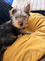 Milo, a male Yorkshire Terrier for sale in Houston, TX – Photo 2 of 3