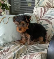Baloo , a male Yorkshire Terrier for sale in Prim, AR – 2 of 3