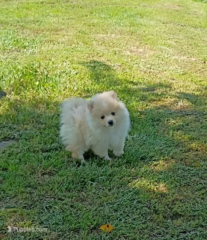 Sally  – Pomeranian puppy for sale in Prim, AR