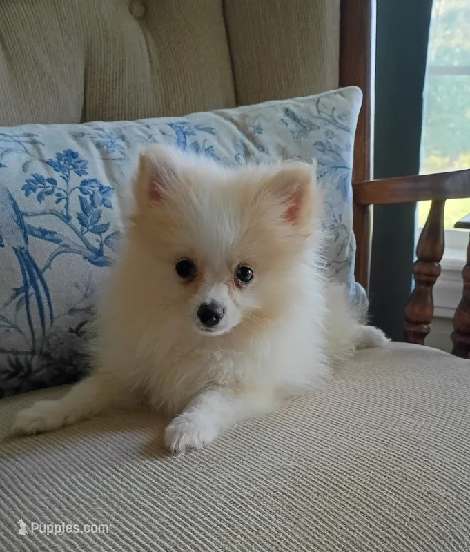 Toby – Pomeranian puppy for sale in Prim, AR
