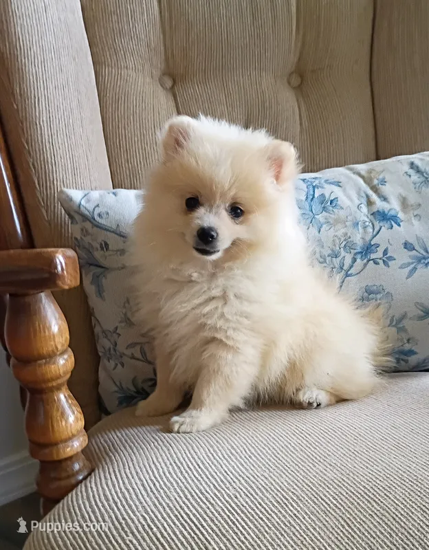 Sally  – Pomeranian puppy for sale in Prim, AR