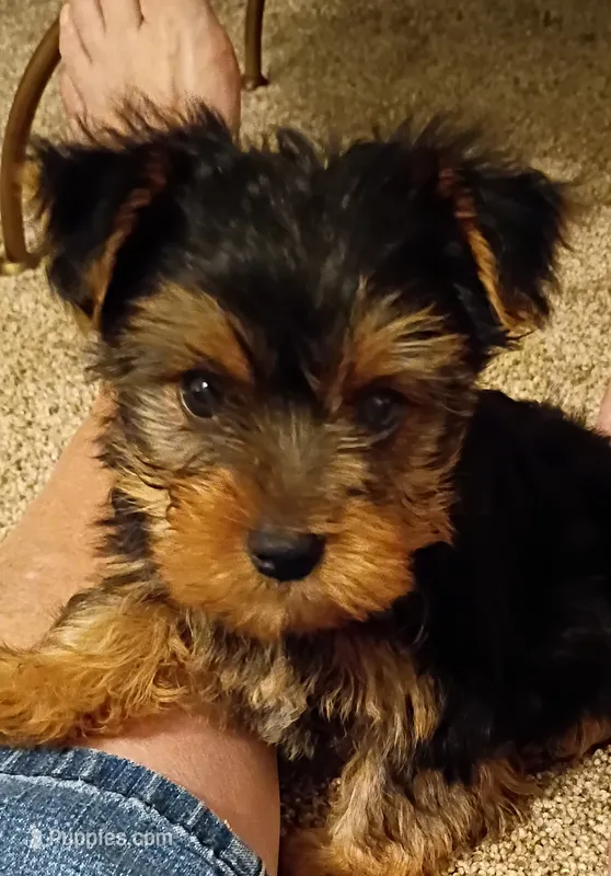 Baloo  – Yorkshire Terrier puppy for sale in Prim, AR