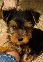 Baloo , a male Yorkshire Terrier for sale in Prim, AR – 1 of 3