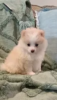 Sadie , a female Pomeranian for sale in Prim, AR – 2 of 3