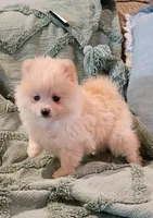 Sally , a female Pomeranian for sale in Prim, AR – 2 of 2