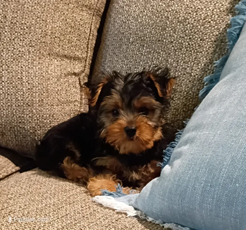 Rambo  – Yorkshire Terrier puppy for sale in Prim, AR