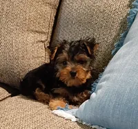 Rambo , a male Yorkshire Terrier for sale in Prim, AR – 1 of 2