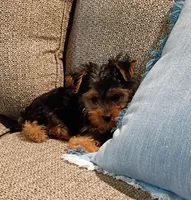 Rambo , a male Yorkshire Terrier for sale in Prim, AR – 2 of 2