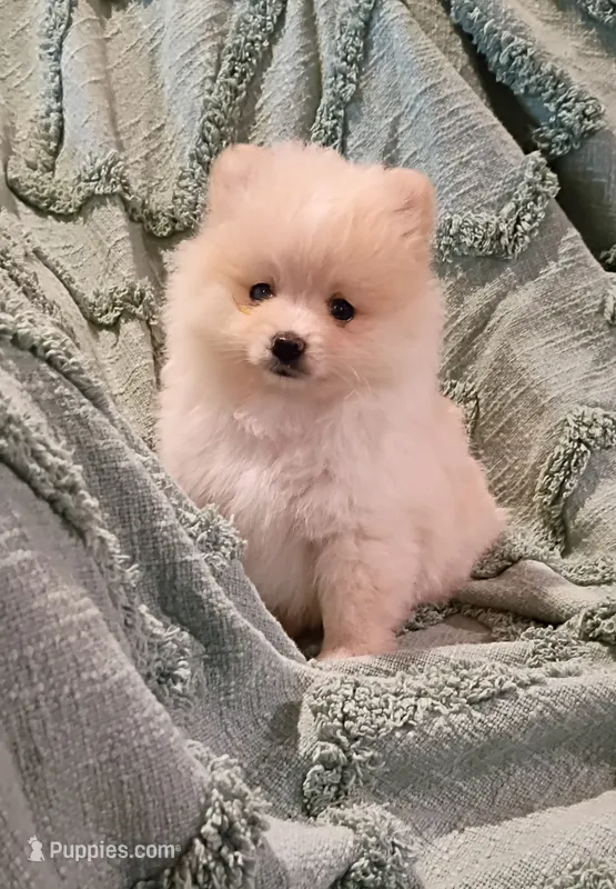 Sally  – Pomeranian puppy for sale in Prim, AR